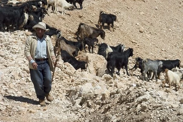 Shepherd with goats