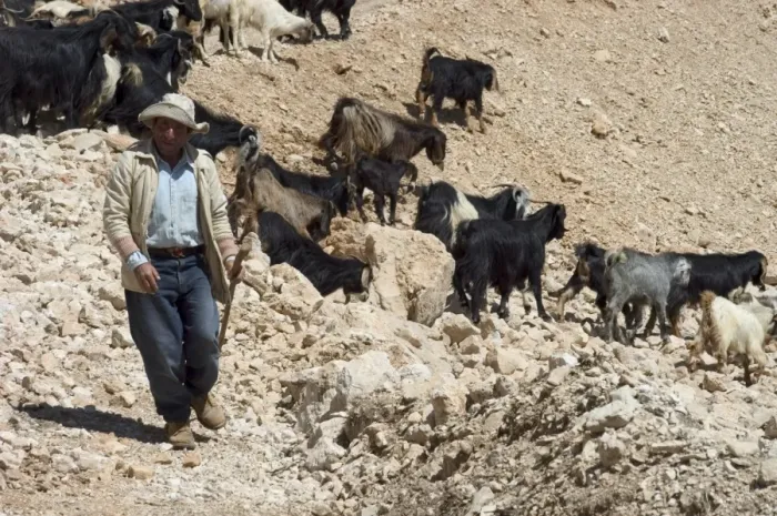 Framed Print : Shepherd with goats Framed Print : Shepherd with goats