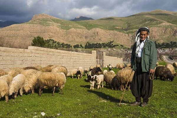 Shepherd with his herd of sheep in Ahmedawa on the border of Iran, Iraq Kurdistan, Iraq, Middle East