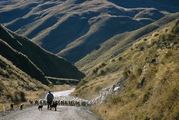 Shepherd herding flock of sheep through mountain pass