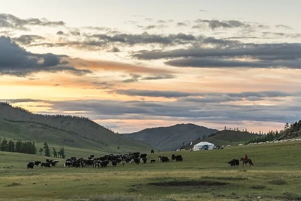 Shepherd on horse rounding up yaks at sunset, Burentogtokh district, Hovsgol province