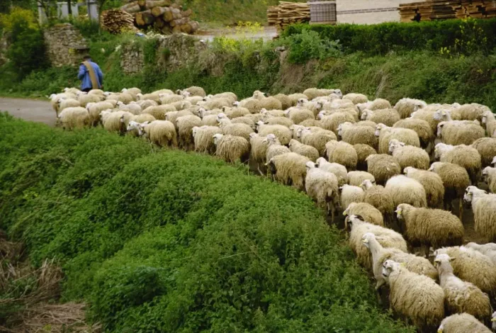 Framed Print : A shepherd leads his flock of sheep along a road Framed Print : A shepherd leads his flock of sheep along a road