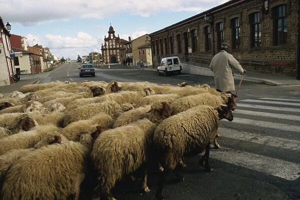 Shepherd leads sheep across street, Mansilla de las Mulas, Leon, Spain, Europe