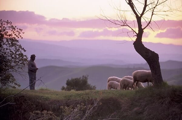 Shepherd and sheep at dusk