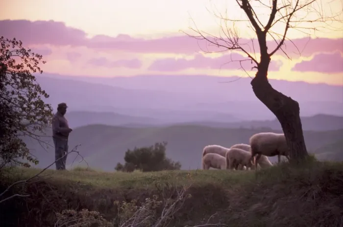 Framed Print : Shepherd and sheep at dusk Framed Print : Shepherd and sheep at dusk