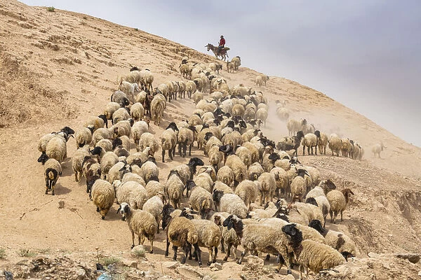 Shepherd with his sheep, Mosul, Iraq, Middle East