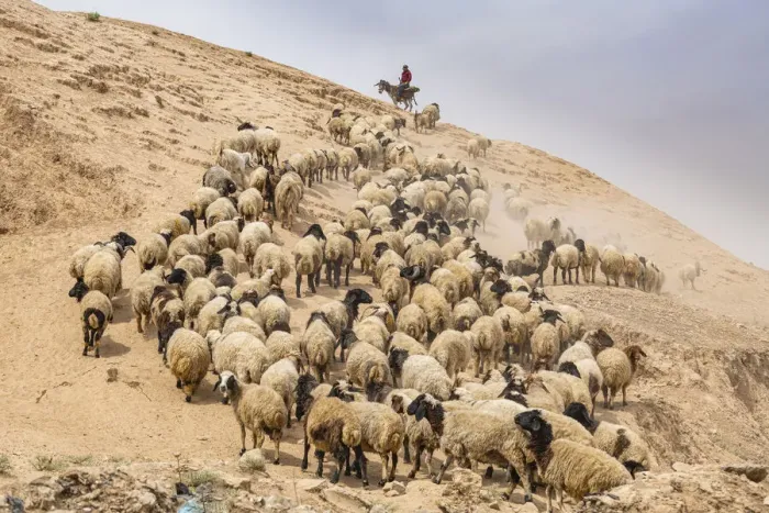Framed Print : Shepherd with his sheep, Mosul, Iraq, Middle East