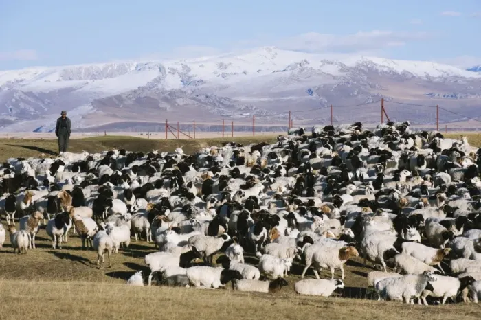 Framed Print : Shepherd tending a flock of sheep, Bayanbulak, Xinjiang Province, China, Asia Framed Print : Shepherd tending a flock of sheep, Bayanbulak, Xinjiang Province, China, Asia