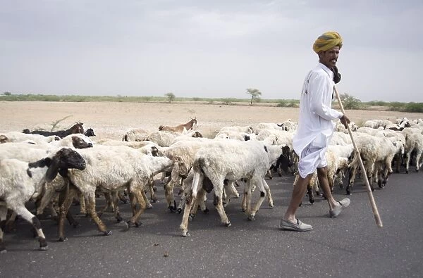 Shepherd walking flock, Bar, Rajasthan, India, Asia