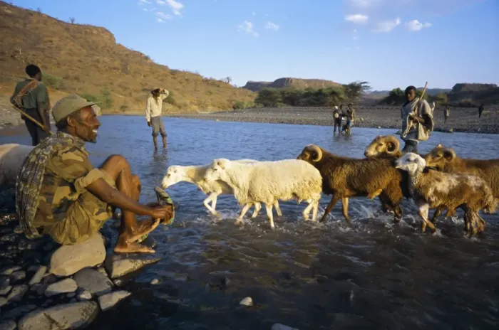 Framed Print : Shepherds and flock crossing river, Terari Wenz, Wollo region, Ethiopia, Africa Framed Print : Shepherds and flock crossing river, Terari Wenz, Wollo region, Ethiopia, Africa