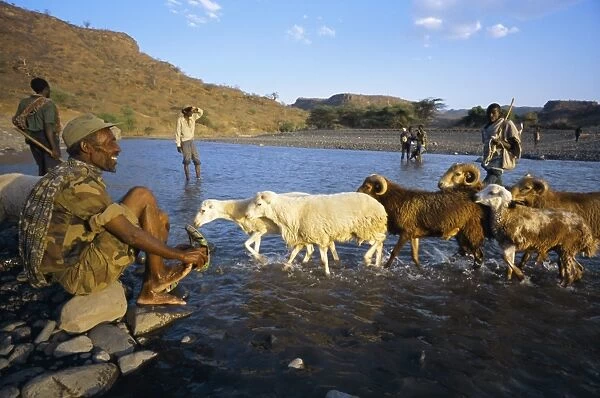 Shepherds and flock crossing river, Terari Wenz, Wollo region, Ethiopia, Africa