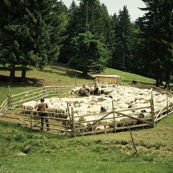 Shepherds tending sheep, Bucegi Mountains, Carpathian Mountains, Transylvania