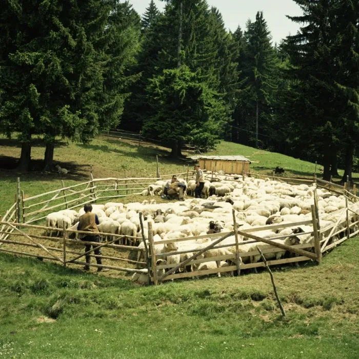 Framed Print : Shepherds tending sheep, Bucegi Mountains, Carpathian Mountains, Transylvania Framed Print : Shepherds tending sheep, Bucegi Mountains, Carpathian Mountains, Transylvania