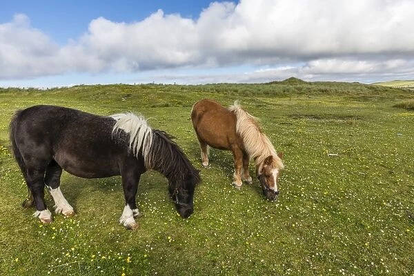 Shetland ponies, Jarlshof, Shetland Isles, Scotland, United Kingdom, Europe