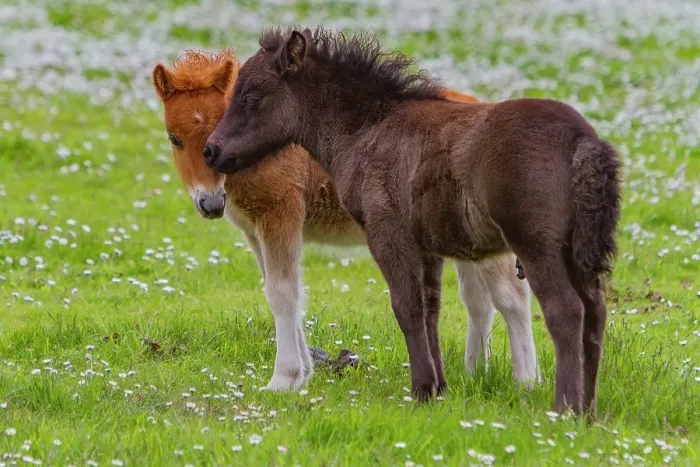 Framed Print : Shetland pony foals (Equus ferus caballus) in the Shetland Isles, Scotland, United Kingdom Framed Print : Shetland pony foals (Equus ferus caballus) in the Shetland Isles, Scotland, United Kingdom