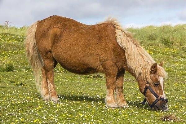 Shetland pony, Jarlshof, Shetland Isles, Scotland, United Kingdom, Europe