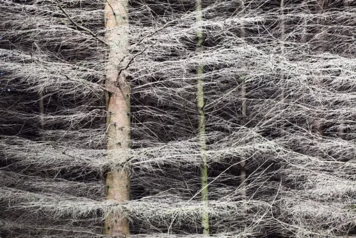 Framed Print : Shimmering Pine Trees in the Nidd Gorge, Knaresborough, Yorkshire, England, United Kingdom, Europe Framed Print : Shimmering Pine Trees in the Nidd Gorge, Knaresborough, Yorkshire, England, United Kingdom, Europe