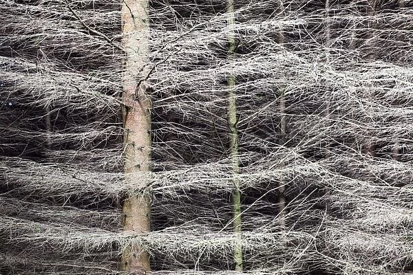 Shimmering Pine Trees in the Nidd Gorge, Knaresborough, Yorkshire, England, United Kingdom, Europe