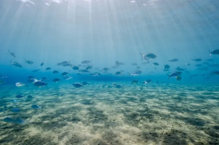Framed Print : Shoal of fish in shallow sandy bay, Naama Bay, Sharm el-Sheikh, Red Sea, Egypt, North Africa, Africa Framed Print : Shoal of fish in shallow sandy bay, Naama Bay, Sharm el-Sheikh, Red Sea, Egypt, North Africa, Africa