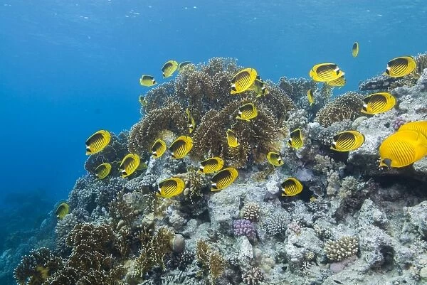 Shoal of Red Sea raccoon butterflyfish (Chaetodon fasciatus), Ras Mohammed National Park, off Sharm el Sheikh, Sinai, Egypt, Red Sea, Egypt, North Africa, Africa