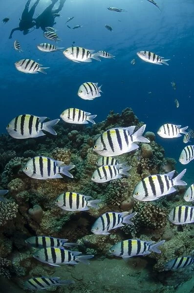 Shoal or school of sergeant major fish, (Abudefduf vaigiensis), Naama Bay, off Sharm el Sheikh, Sinai, Egypt, Red Sea, Egypt, North Africa, Africa