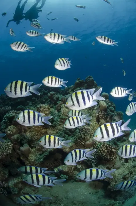Framed Print : Shoal or school of sergeant major fish, (Abudefduf vaigiensis), Naama Bay, off Sharm el Sheikh, Sinai, Egypt, Red Sea, Egypt, North Africa, Africa Framed Print : Shoal or school of sergeant major fish, (Abudefduf vaigiensis), Naama Bay, off Sharm el Sheikh, Sinai, Egypt, Red Sea, Egypt, North Africa, Africa