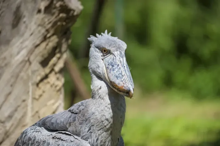 Framed Print : Shoebill (Balaeniceps rex), Uganda, Africa Framed Print : Shoebill (Balaeniceps rex), Uganda, Africa