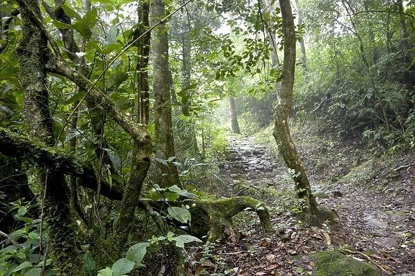 Shola forest interior, Eravikulam National Park, Kerala, India, Asia