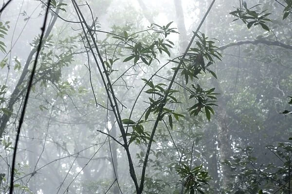 Shola forest interior in mist, Eravikulam National Park, Kerala, India, Asia