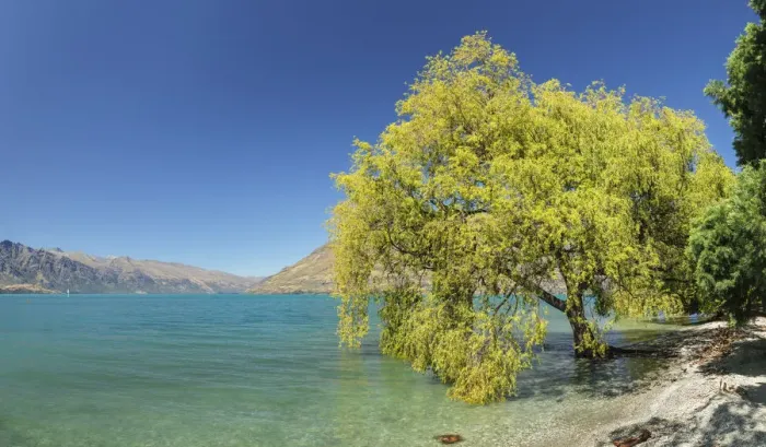Framed Print : At the shore of Lake Wakatipu, Queenstown, Otago, South Island, New Zealand, Pacific Framed Print : At the shore of Lake Wakatipu, Queenstown, Otago, South Island, New Zealand, Pacific