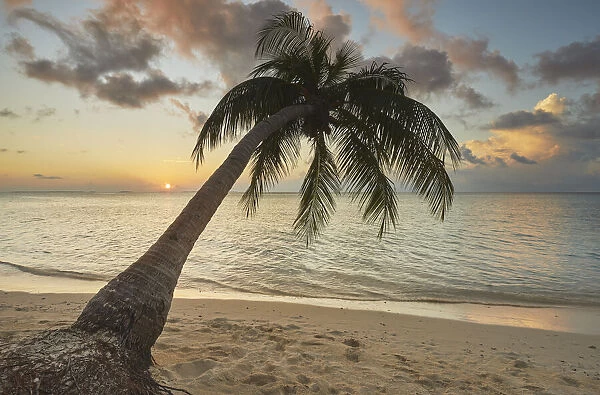 A shoreline coconut palm at sunset, on Havodda island, Gaafu Dhaalu atoll