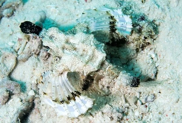 Short dragonfish (sea moth) (Dragon sea moth) (Europegasus draconis), Celebes Sea, Sabah, Malaysia, Southeast Asia, Asia