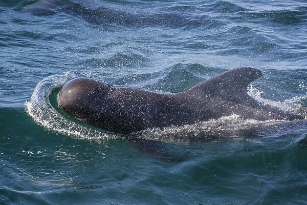 Short-finned pilot whale (Globicephala macrorhynchus) surfacing near Isla San Pedro Martir