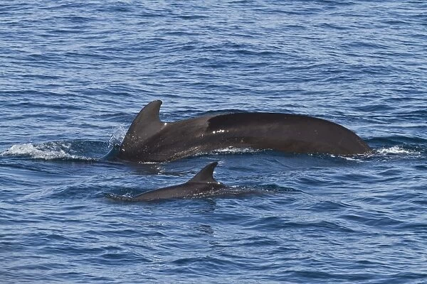 Short-finned pilot whale (Globicephala macrorhynchus) and bottlenose dolphin (Tursiops truncatus), Isla San Pedro Martir, Gulf of California (Sea of Cortez), Baja California Norte, Mexico, North America