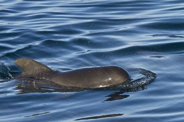 Short-finned pilot whale (Globicephala macrorhynchus) calf, Isla San Pedro Martir, Gulf of California (Sea of Cortez), Baja California Norte, Mexico, North America