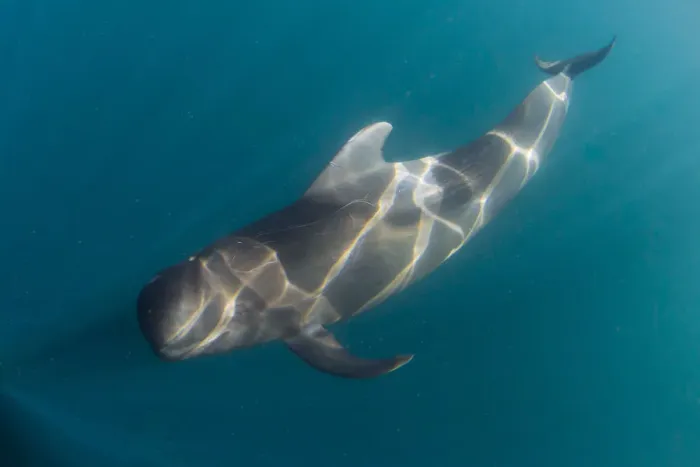 Framed Print : Short-finned pilot whale (Globicephala macrorhynchus), underwater off Isla San Marcos Framed Print : Short-finned pilot whale (Globicephala macrorhynchus), underwater off Isla San Marcos