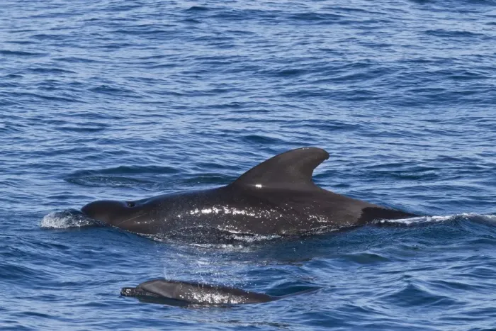 Framed Print : Short-finned pilot whale (Globicephala macrorhynchus) and bottlenose dolphin (Tursiops truncatus), Isla San Pedro Martir, Gulf of California (Sea of Cortez), Baja California Norte, Mexico, North America Framed Print : Short-finned pilot whale (Globicephala macrorhynchus) and bottlenose dolphin (Tursiops truncatus), Isla San Pedro Martir, Gulf of California (Sea of Cortez), Baja California Norte, Mexico, North America