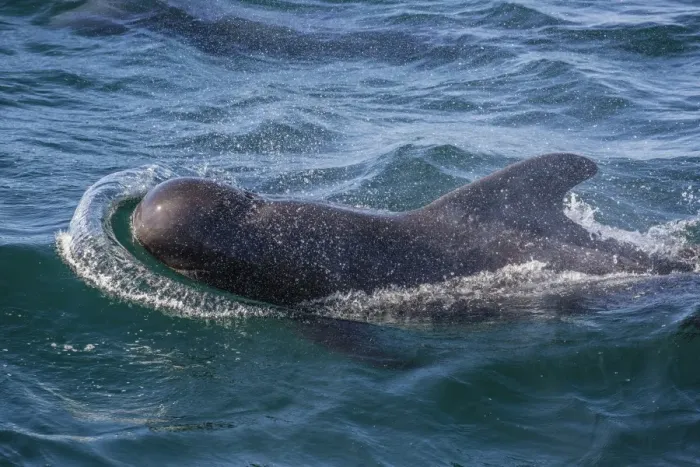 Framed Print : Short-finned pilot whale (Globicephala macrorhynchus) surfacing near Isla San Pedro Martir Framed Print : Short-finned pilot whale (Globicephala macrorhynchus) surfacing near Isla San Pedro Martir