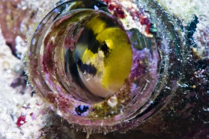 Framed Print : Shorthead fangblenny (Petroscirtes breviceps), inside a coral encrusted bottle, Philippines, Southeast Asia, Asia Framed Print : Shorthead fangblenny (Petroscirtes breviceps), inside a coral encrusted bottle, Philippines, Southeast Asia, Asia