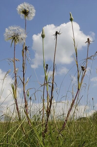 Showy goatsbeard (Jack go to bed at noon) (Meadow salsify) (Tragopogon pratensis) seedhead clocks and closed flowers, Wiltshire, England, United Kingdom, Europe