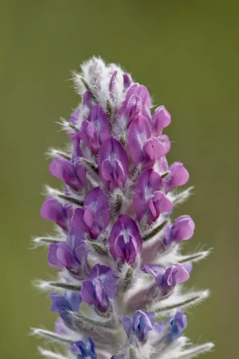 Framed Print : Showy locoweed (whorled locoweed) (Oxytropis splendens), Waterton Lakes National Park, Alberta, Canada, North America Framed Print : Showy locoweed (whorled locoweed) (Oxytropis splendens), Waterton Lakes National Park, Alberta, Canada, North America