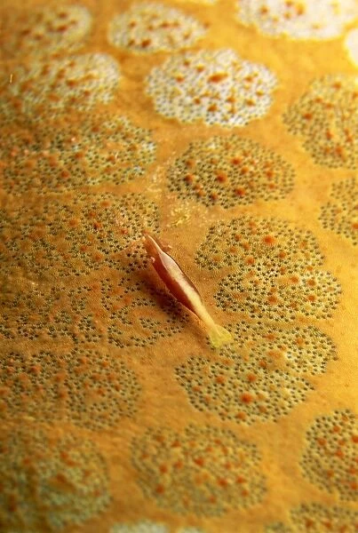 Shrimp camouflaged for life on the surface of a cushion star, Sabah, Borneo