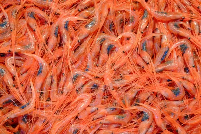 Framed Print : Shrimps at Mercado Nuestra Senora de Africa, Santa Cruz de Tenerife, Tenerife, Canary Islands Framed Print : Shrimps at Mercado Nuestra Senora de Africa, Santa Cruz de Tenerife, Tenerife, Canary Islands