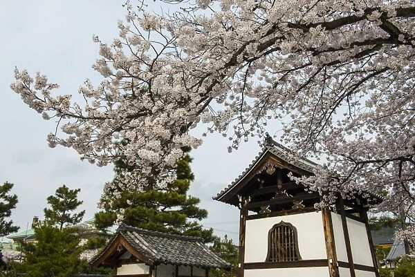 Shrine under cherry blossoms in the Geisha quarter of Gion, Kyoto, Japan, Asia