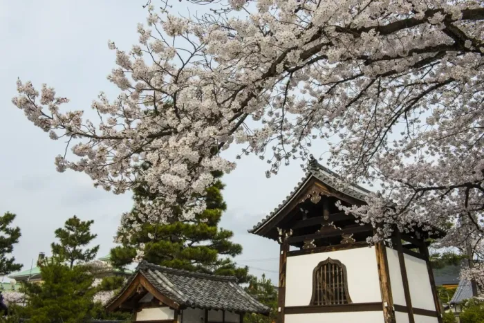 Framed Print : Shrine under cherry blossoms in the Geisha quarter of Gion, Kyoto, Japan, Asia Framed Print : Shrine under cherry blossoms in the Geisha quarter of Gion, Kyoto, Japan, Asia