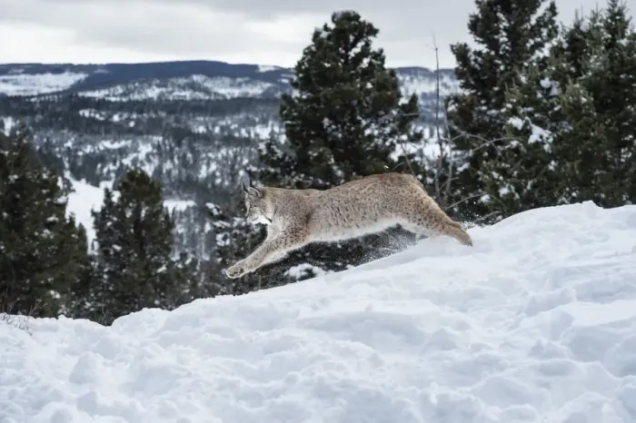 Framed Print : Siberian lynx (Iberian lynx) (Lynx lynx), Montana, United States of America, North Framed Print : Siberian lynx (Iberian lynx) (Lynx lynx), Montana, United States of America, North
