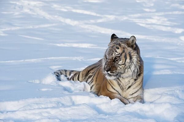 Siberian Tiger (Panthera tigris altaica), Montana, United States of America, North