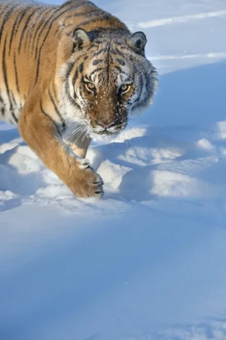 Framed Print : Siberian Tiger (Panthera tigris altaica), Montana, United States of America, North Framed Print : Siberian Tiger (Panthera tigris altaica), Montana, United States of America, North