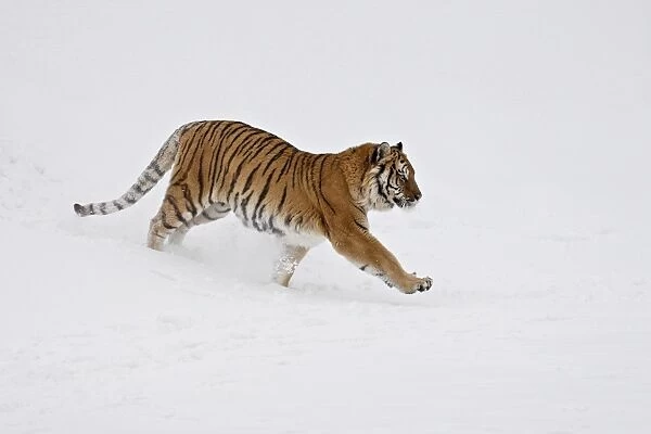 Siberian Tiger (Panthera tigris altaica) running through the snow, in captivity