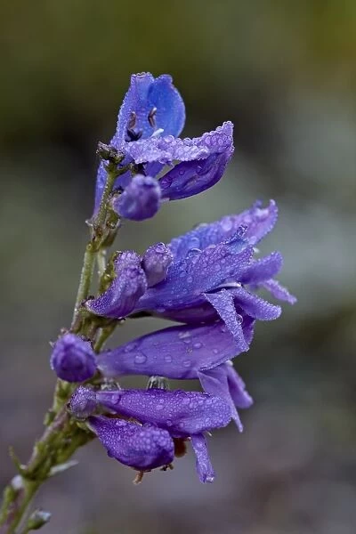 One sided penstemon (sidebells penstemon) (Penstemon secundiflorus), San Juan National Forest, Colorado, United States of America, North America